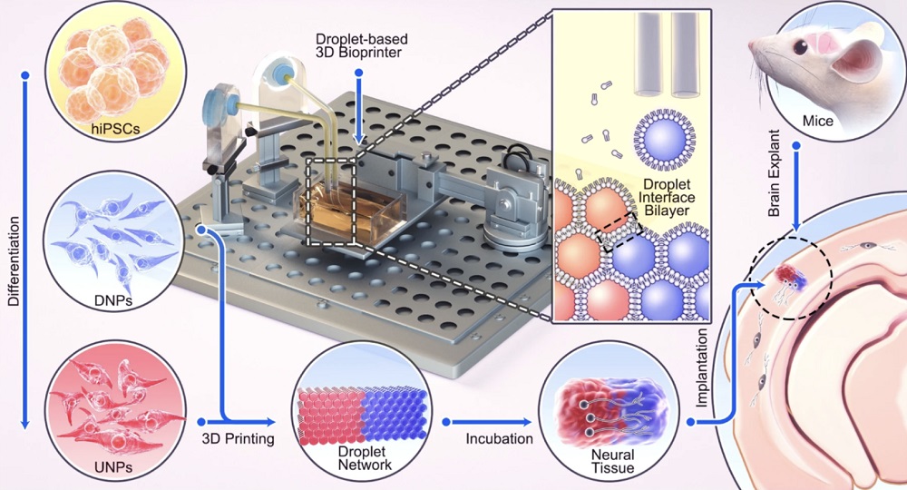 بتقنية الطباعة ثلاثية الأبعاد: إنتاج خلايا جذعية قد تساعد في علاج الإصابات الدماغية | ديناصور.تك